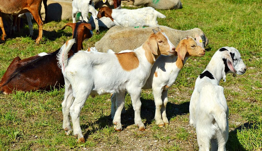 goat, prima donna, geiss, little kids, pasture, meadow, livestock, animal husbandry, creature, animal world