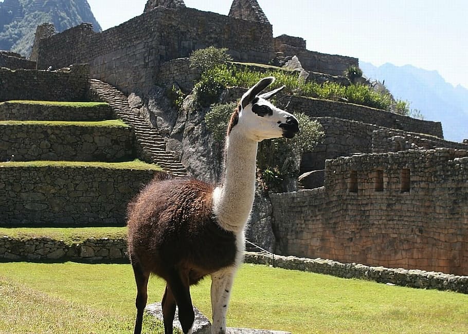 brown, white, llama, peru, nature, outside, ruins, architecture, ancient, historical