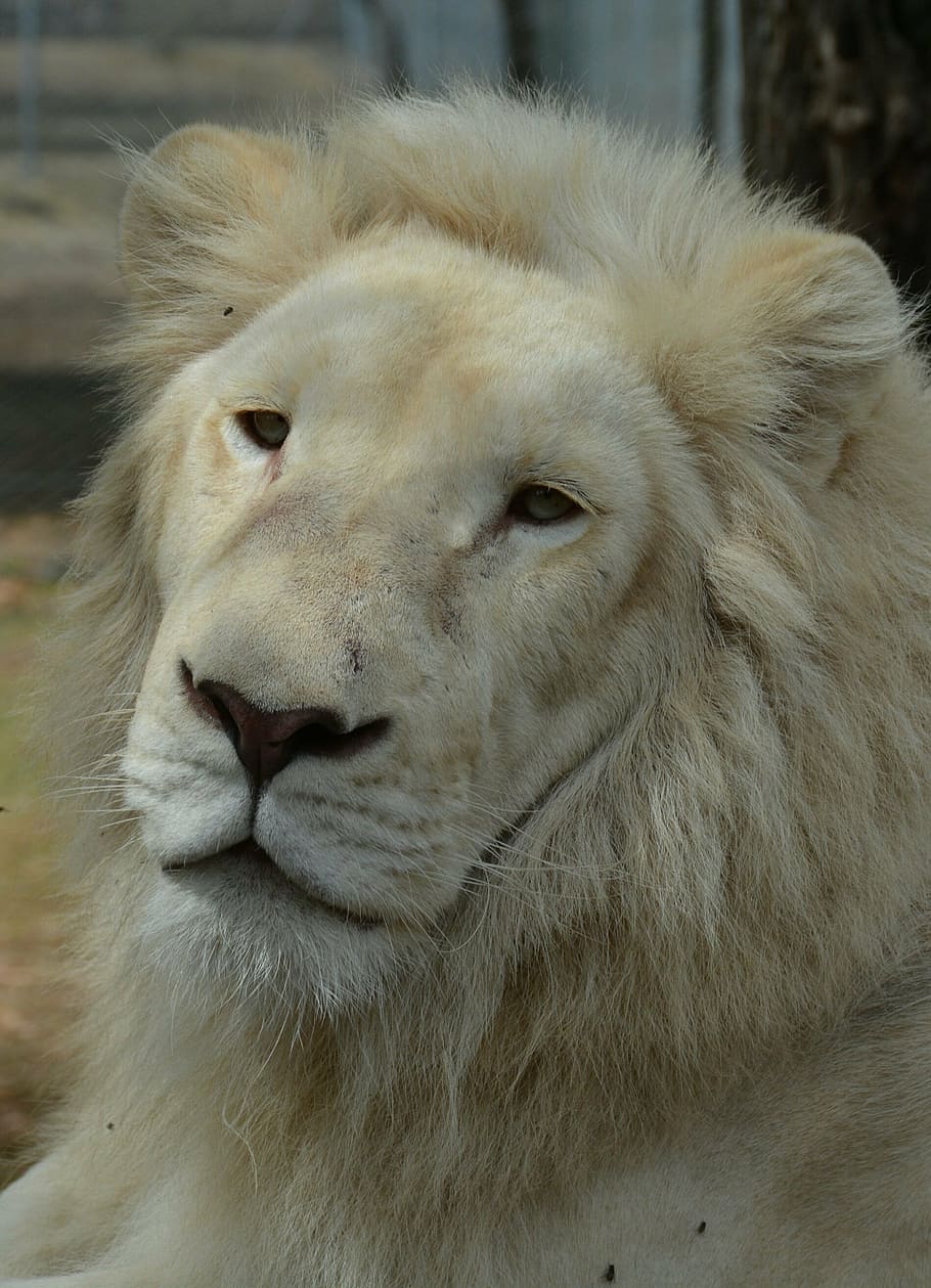 white, lions, face, animal, animal themes, one animal, lion - feline, animal wildlife, mammal, animals in the wild