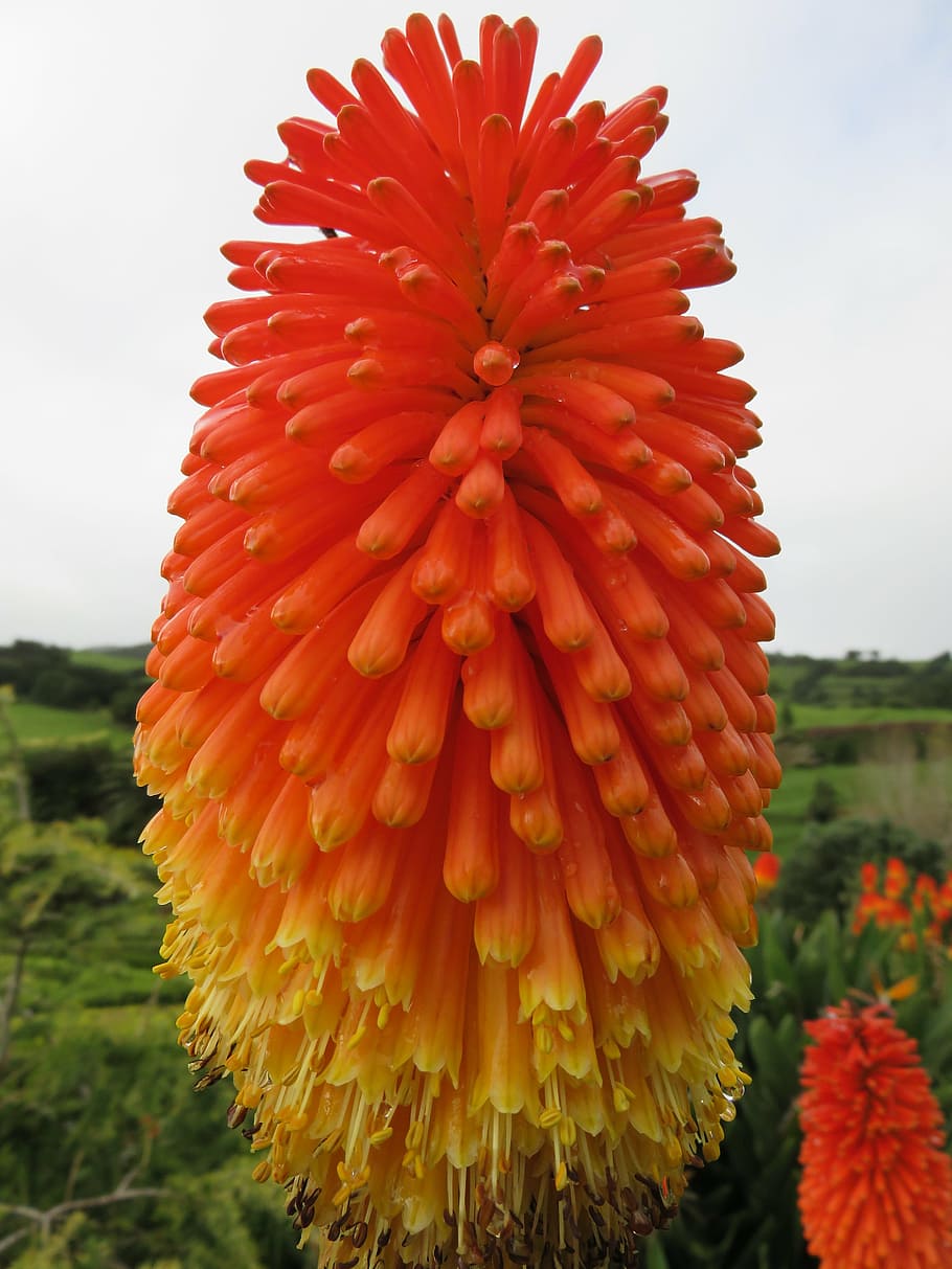 flower, torch, lily, red hot poker, kniphofia caulescens, orange, yellow, floral, blossom, flora