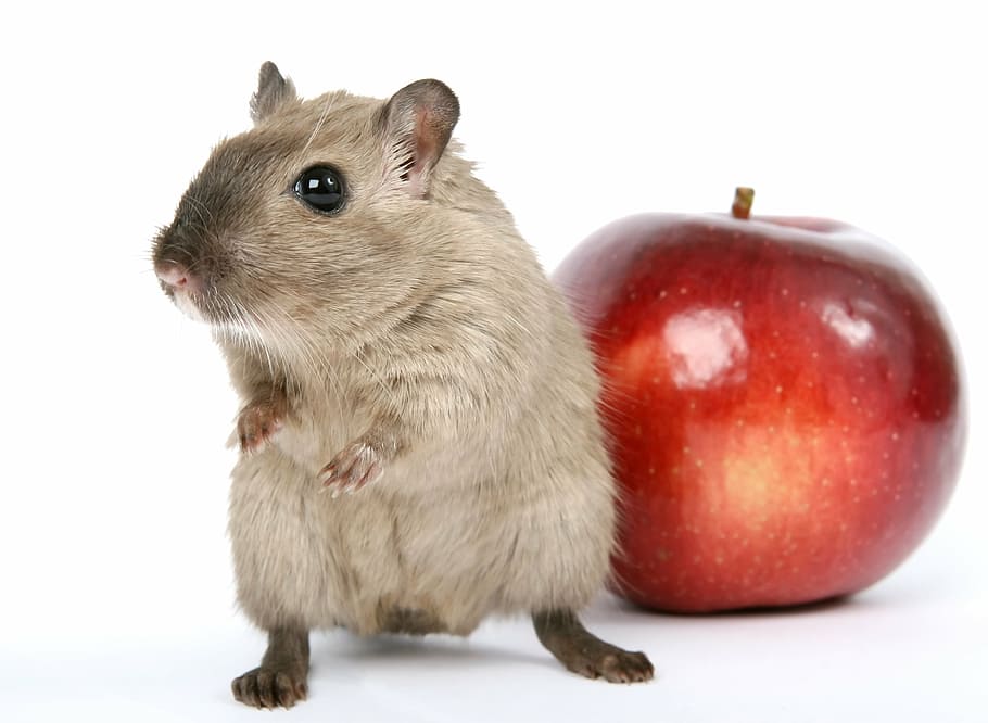 hamster, red, apple fruit, animal, apple, breakfast, close, colorful, concept, conceptual