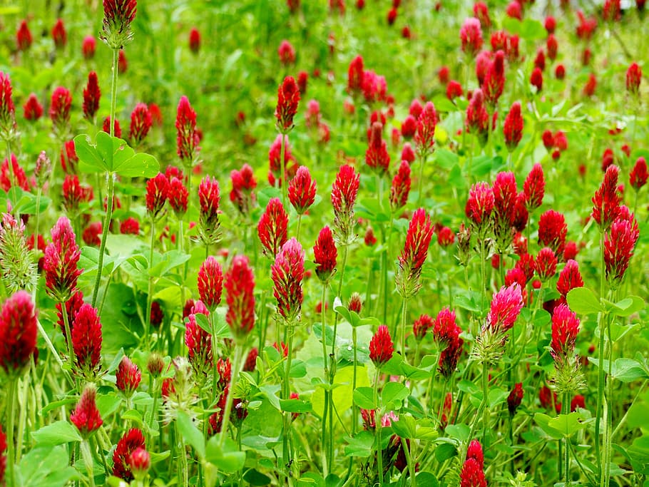 crimson clovers, field, red, meadow, nature, wildflowers, red flowers, plant, flower, flowering plant