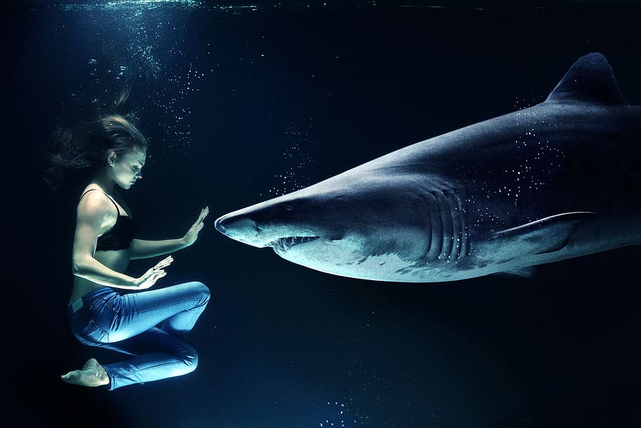 diedit, bawah air, foto, wanita, mengenakan, biru, air jins, hiu, hai, hiu putih besar