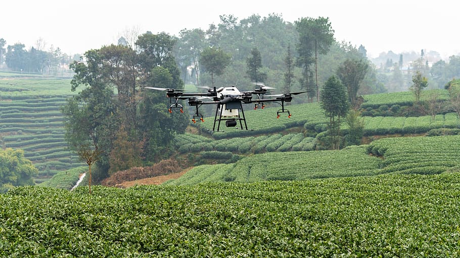 dji, uav, plant protection drone, farmland, agriculture, plant protection, t16, tea garden, agras, farming