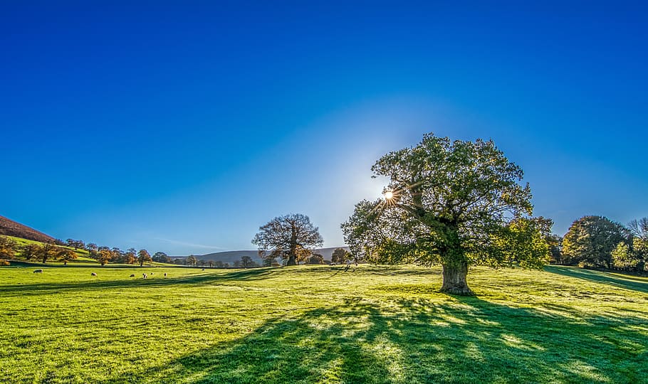 pohon berdaun hijau, sinar matahari musim gugur, yorkshire, wallpaper desktop, latar belakang, sinar matahari pagi, pagi, matahari, sinar matahari, matahari cerah