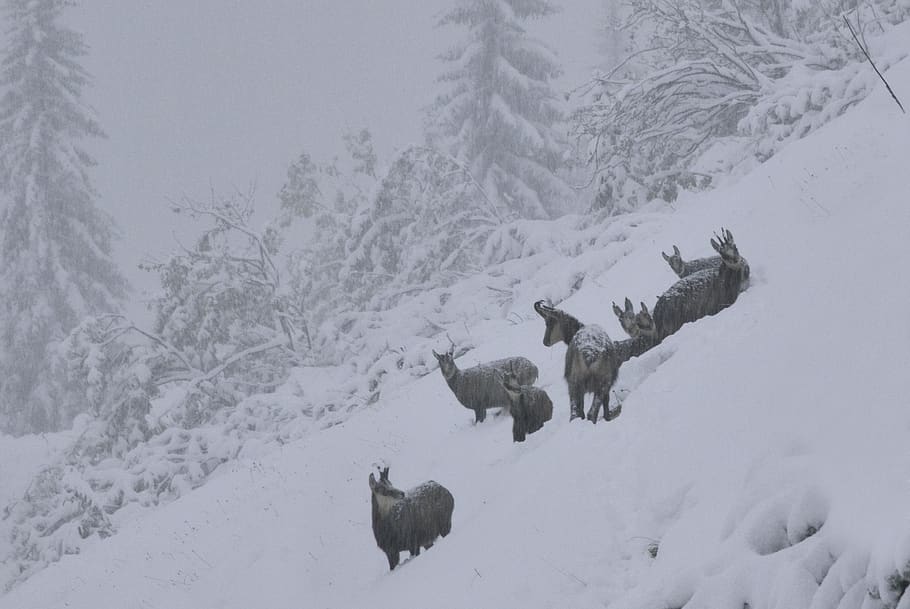 chamois, herd, mountain, first snow, mammal, outdoors, hill, forest, wildlife, meadow