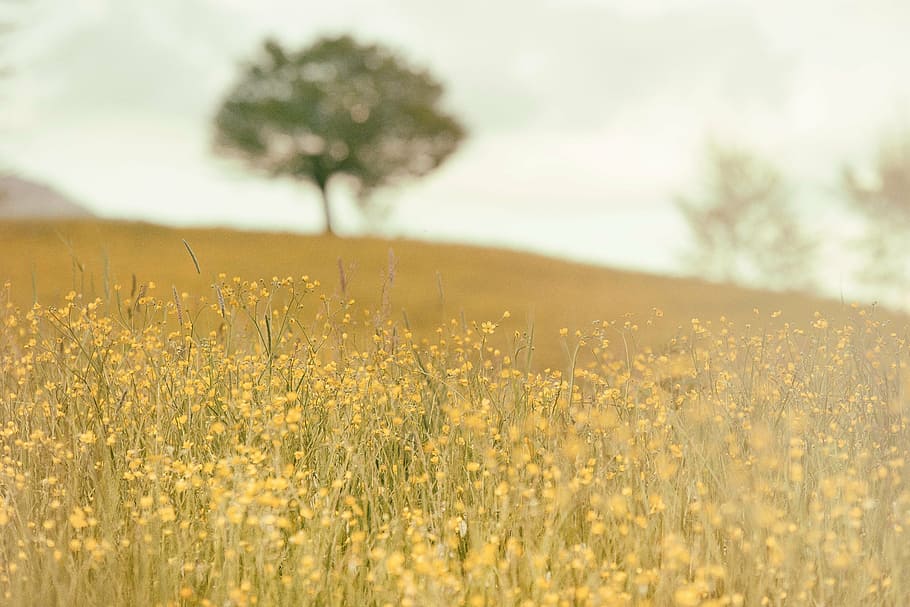 yellow, flower field, trees, petal, flower, near, green, tree, country, outdoors