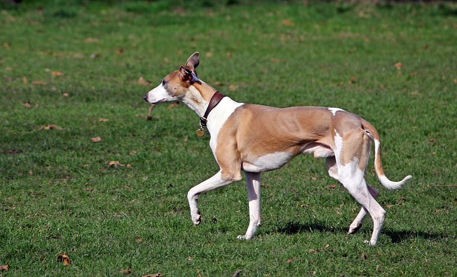 white, brown, greyhound, grass field, whippet, hound, dog, canine, pet, animal