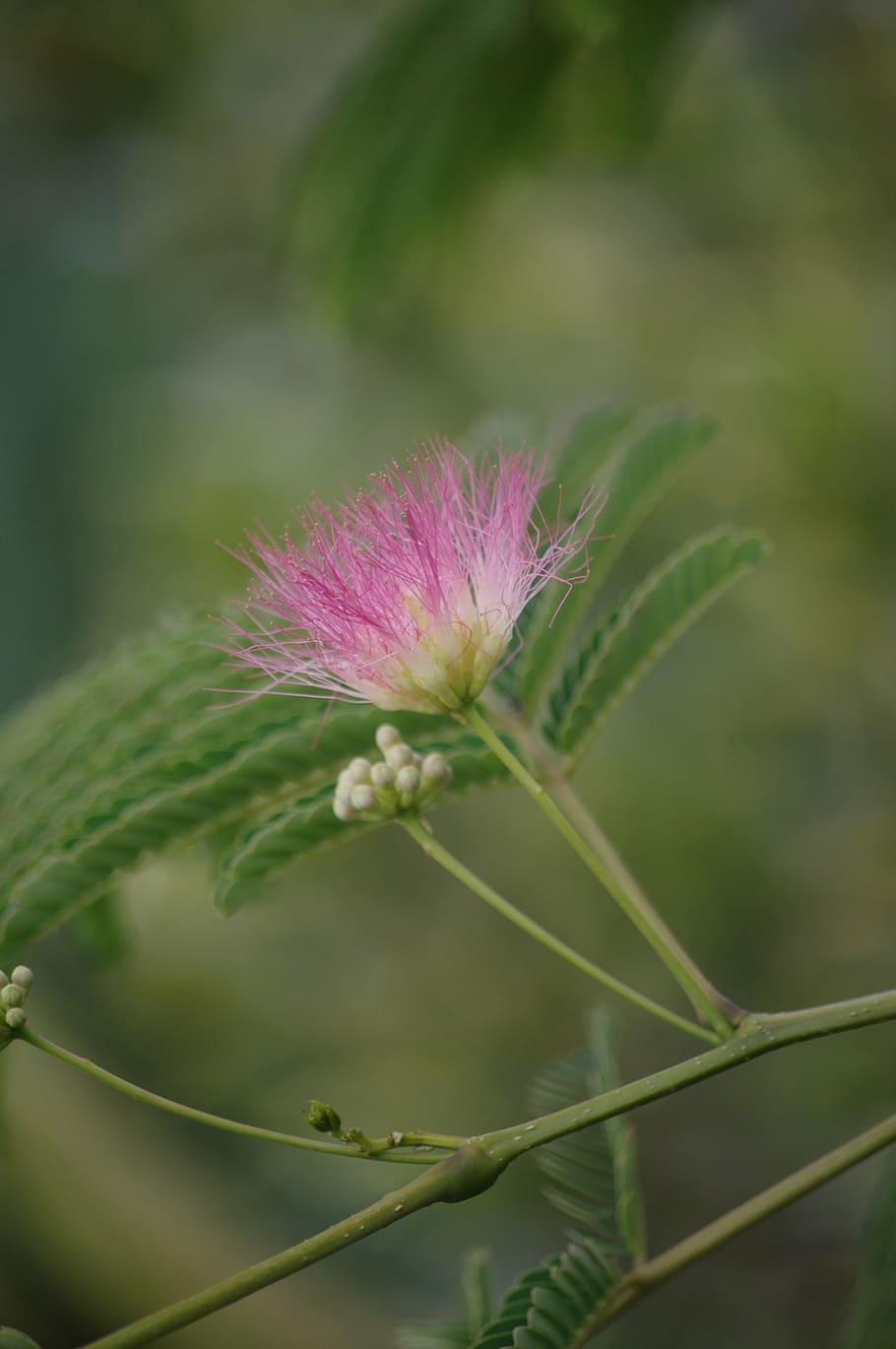 albizia, árbol de seda, acacia de constantinopla, flor, planta, planta floreciendo, belleza en la naturaleza, color rosado, crecimiento, primer plano