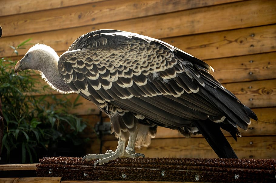 Falconry, Locarno, Raptors, animal body part, animal, day, statue, sculpture, outdoors, bird