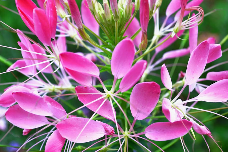花 ピンク 庭 植物 閉じる ピンクの花 夏の花 成長 自然の美しさ 開花植物 Pxfuel