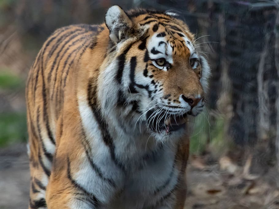 amur tiger, tiger, predator, hunter, nature, animal, wildlife, dangerous, stripes, cat