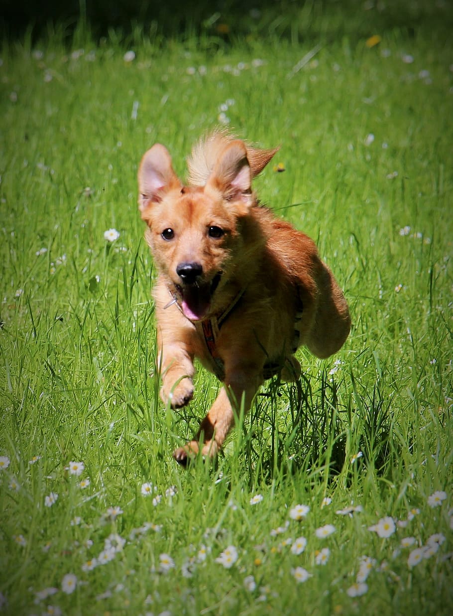 犬 走る ジャンプ モーション緑の草 ペット 動物 草 アウトドア かわいい 哺乳類 Pxfuel