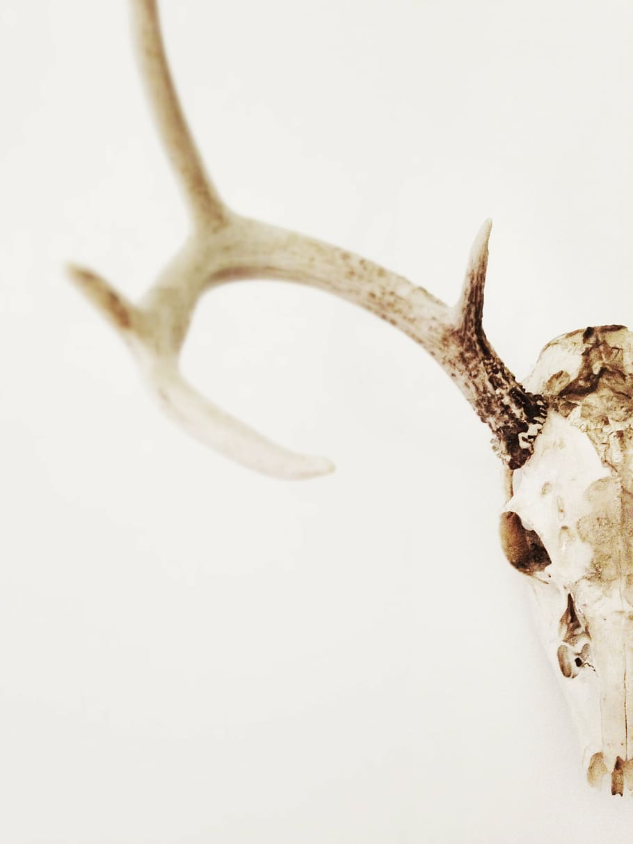 白いトナカイの頭蓋骨, 枝角, 頭蓋骨, トロフィー, 頭, 鹿, ホーン, シンボル, 動物, 骨
