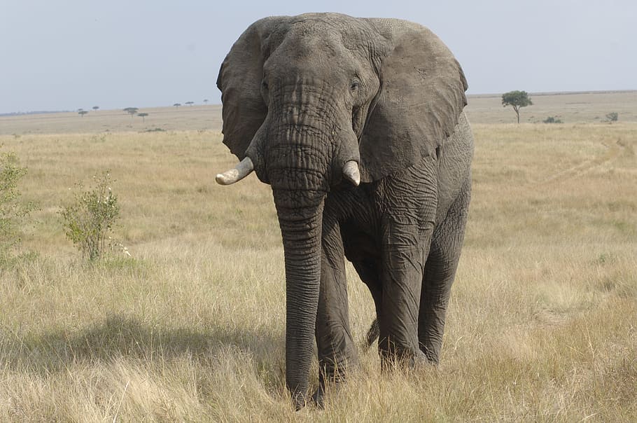 Elephant, Savannah, Kenya, africa, safari Animals, wildlife, nature, animals In The Wild, animal, african Elephant
