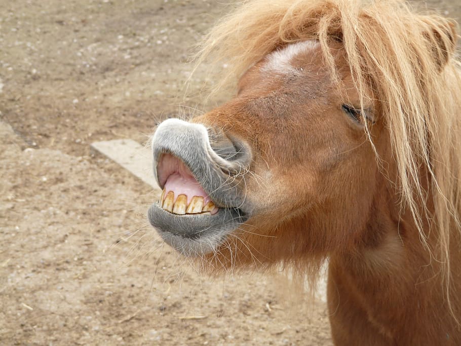 caballo marrón, marrón, caballo, pony, haciendo una cara, gracioso, diente, dientes, mordida, descubriendo