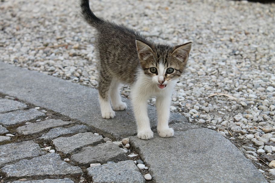 gray, kitten, pavement, mackerel, tiger cat, moustache, domestic cat, animal themes, one animal, pets