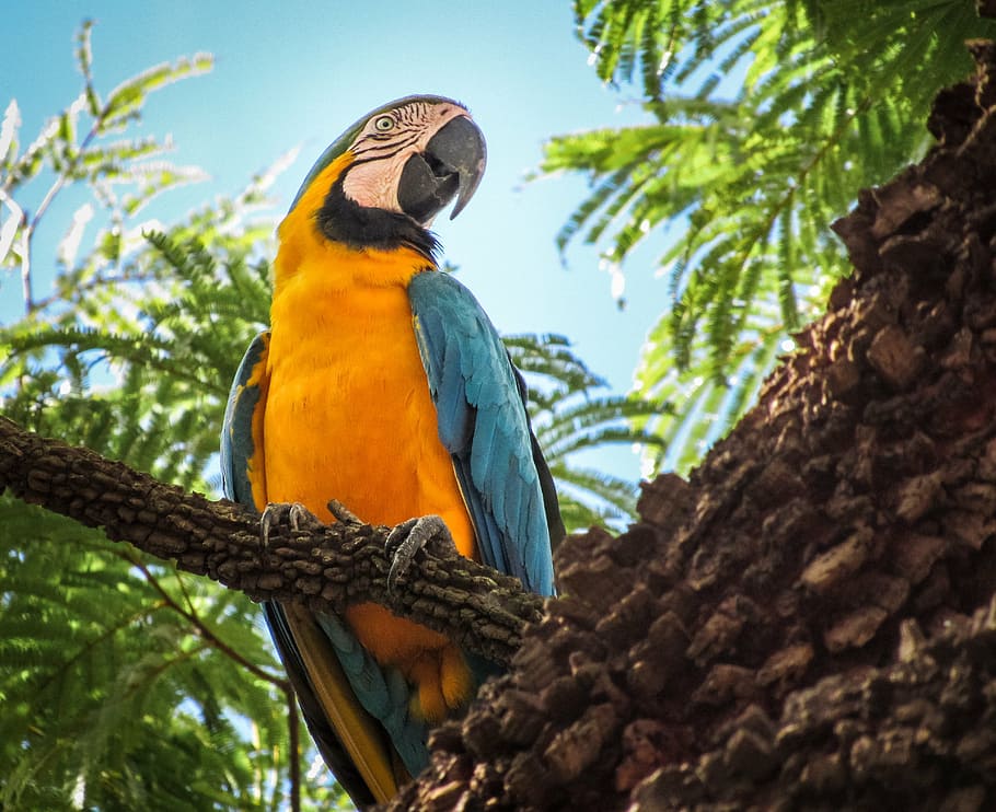 arara canindé, blue and yellow macaw, parrot, yellow macaw, bird, animal, colorful, macaw, nature, tropical Climate