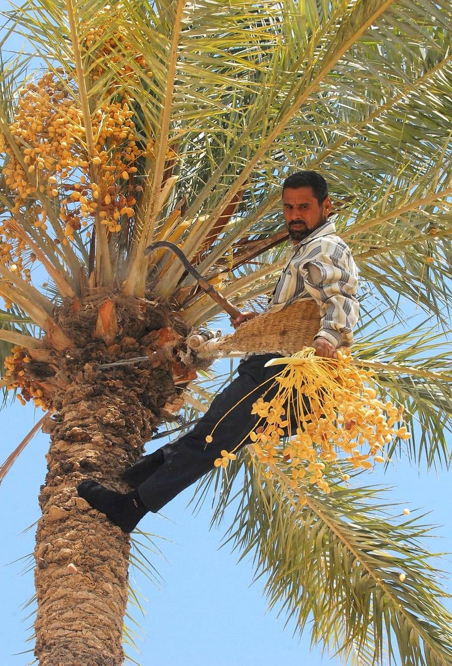 iraq, date tree, harvesting, man, dates, tree, crop, produce, agriculture, worker