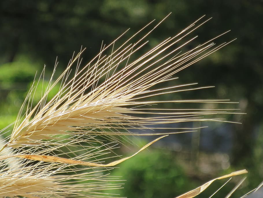 epi, wheat, macro, summer, plant, focus on foreground, growth, day, nature, close-up