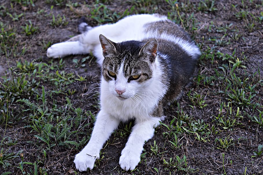 Gato Atigrado Gato Domestico Gatito Gatito Atigrado Mascotas Mi Animal Favorito Lindo Esta Mirando Temas De Animales Pxfuel