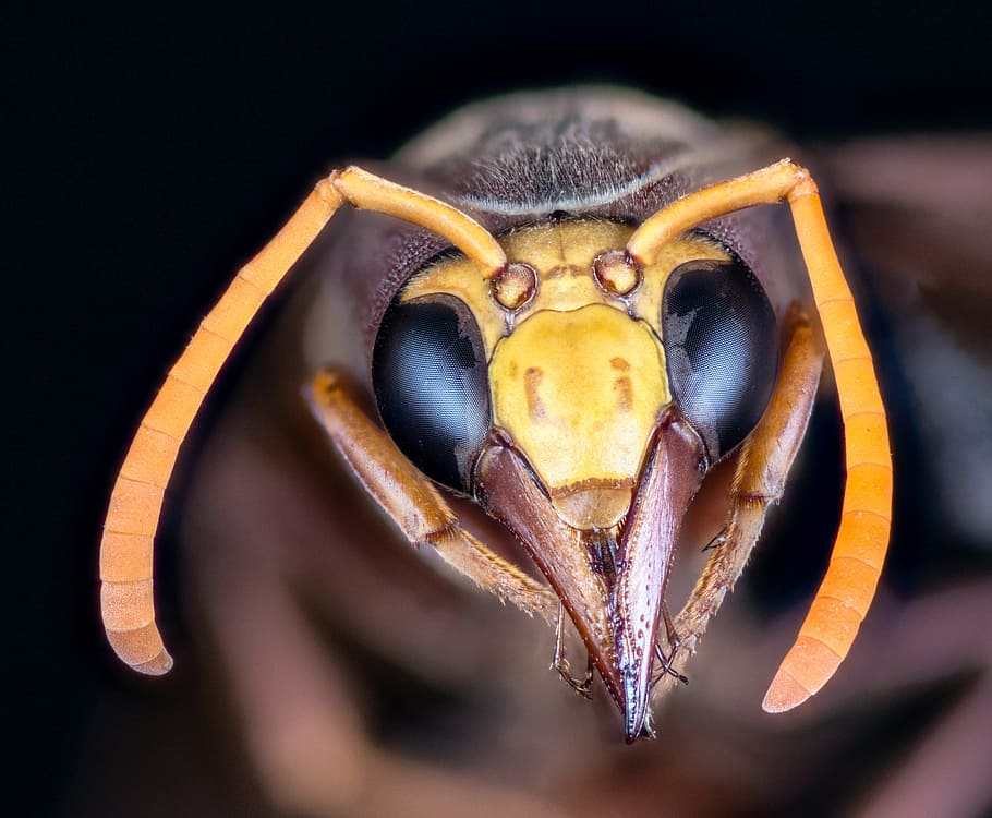 macro photography, yellow, brown, wasp, hornet, insect, macro, compound eyes, probe, antennas