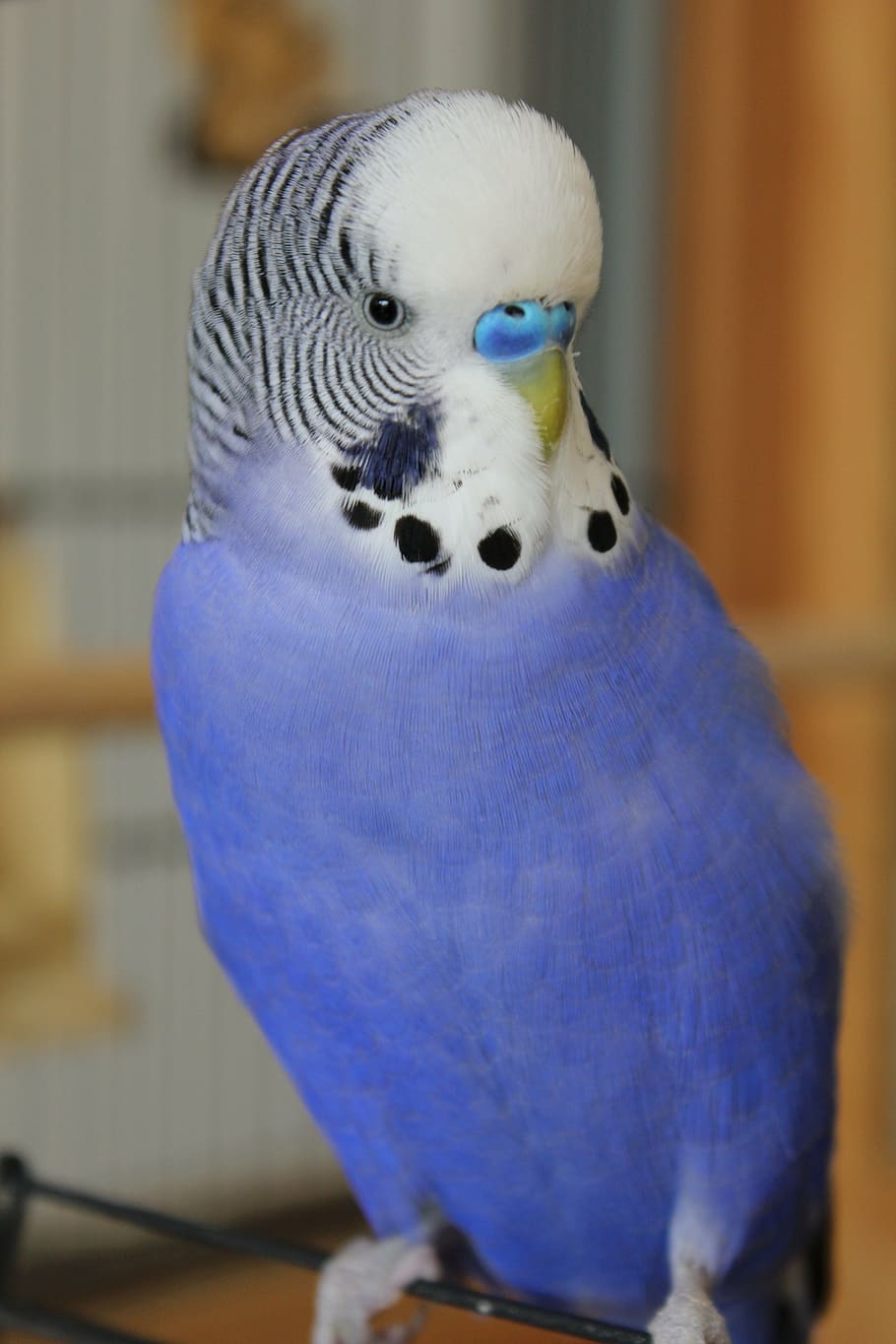 azul, branco, papagaio, periquito, animal de estimação, pássaro, plumagem, pena, bico, gorjeio