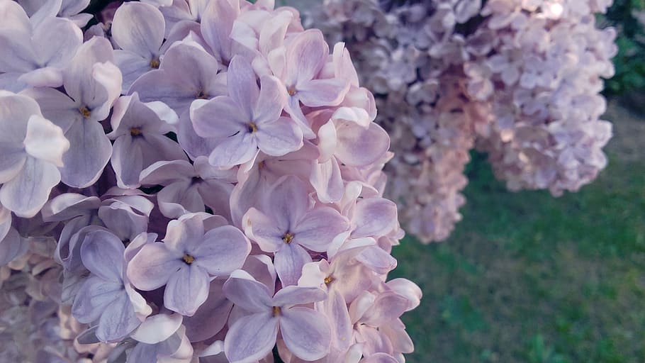 without, lilac, may, flowering, violet, spring, lila, lilacs in the garden, blooming, flower