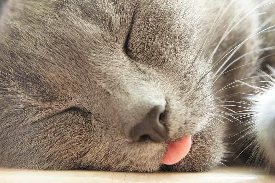 sleeping, short-fur, gray, cat, tongue, grey, sleep, relaxation, pink, whiskers