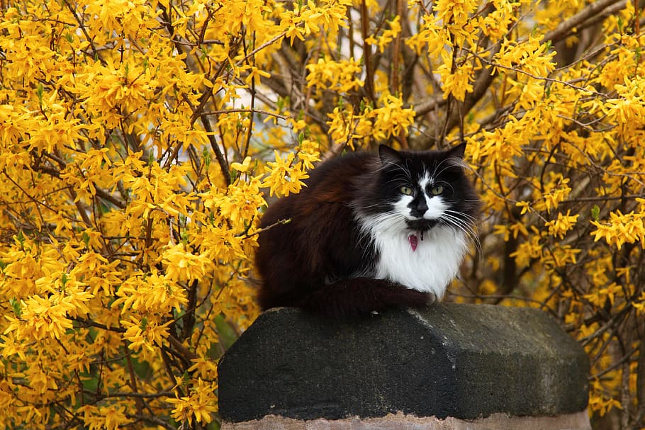long-fur, black, white, cat, animal, cute, flower, pet, spring, yellow