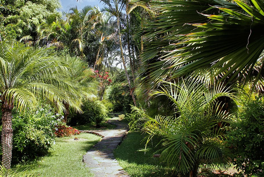 cuba, varadero, tropical plants, path, landscaped park, palmettos, plant, tree, growth, green color