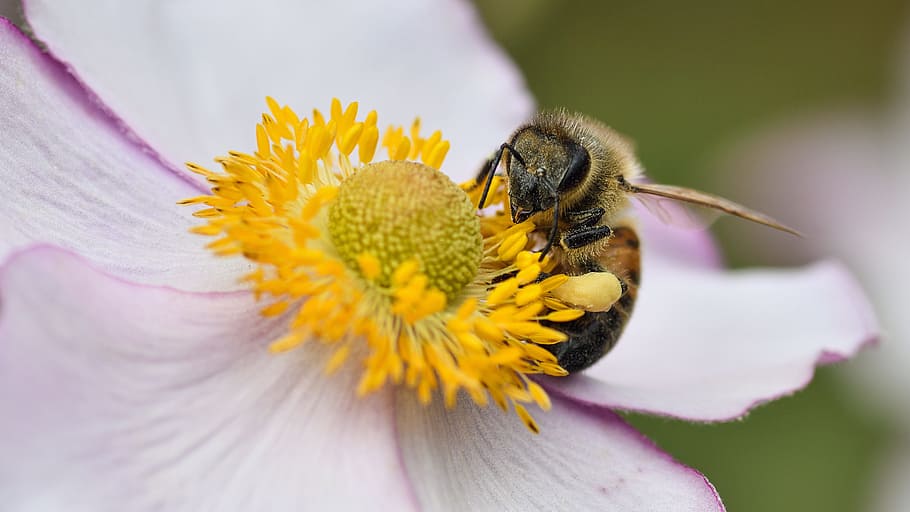 abeja, forraje, macro, Flor, planta floreciente, belleza en la naturaleza, pétalo, frescura, temas de animales, animal