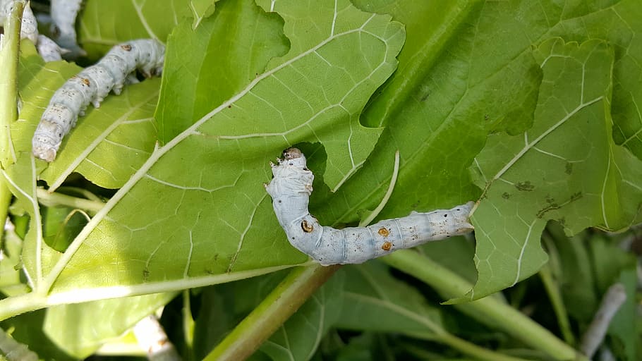 larva, silkworm, mulberry, insects, pest, insect, nature, animal, wildlife, leaf