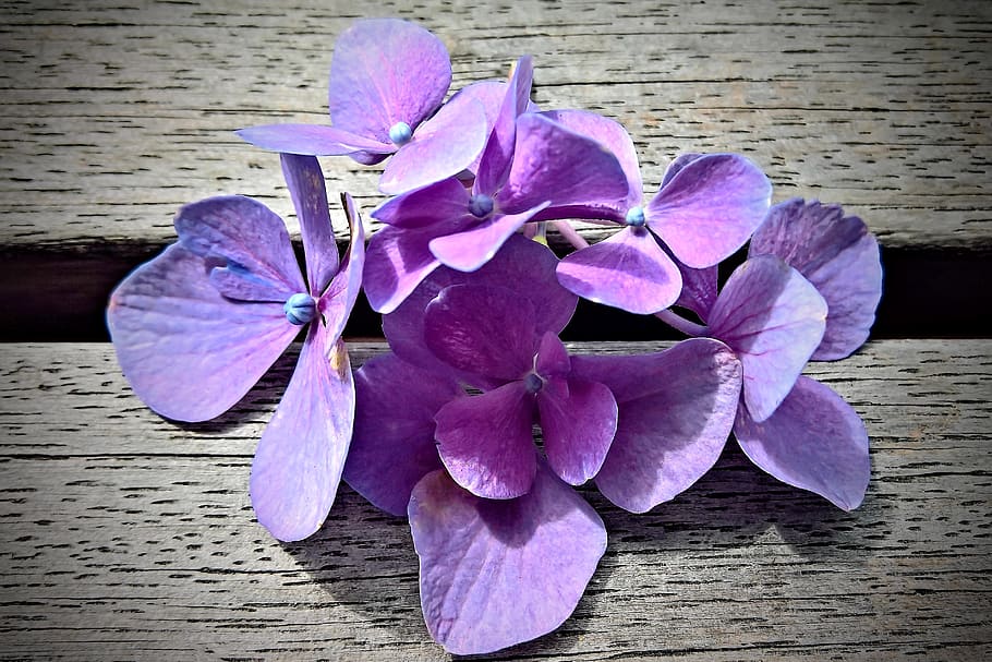 flores, hortensias, arbustos ornamentales, verano, flores de color  azul-violeta, pétalos, tiernos, finos, decoración, por supuesto | Pxfuel