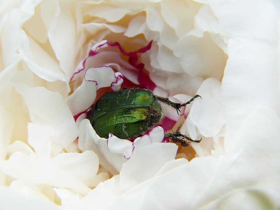 white flowers, peony, beetle, rose beetle, paeonie, determined, achieve the purpose of, macro, ambitious, winner