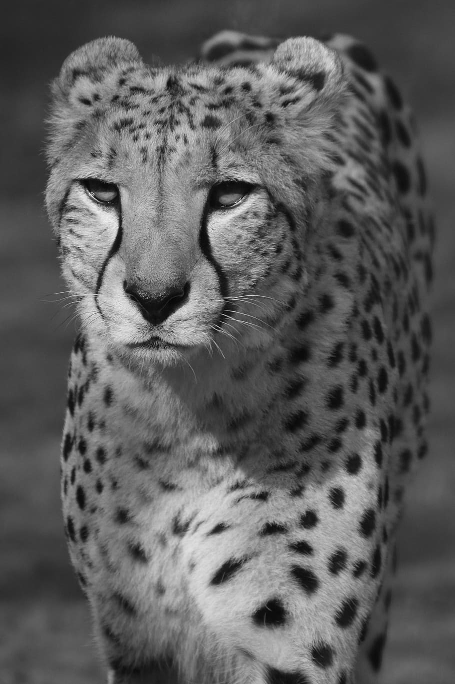 grayscale photography, cheetah, leopard, predator, animal, feline, animals in the wild, animal wildlife, one animal, animal themes