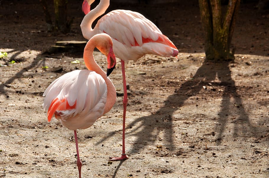 flamingo, pink, phoenicopteriform, phoenicopteridae, zoo, bird, animal themes, animal, animals in the wild, animal wildlife