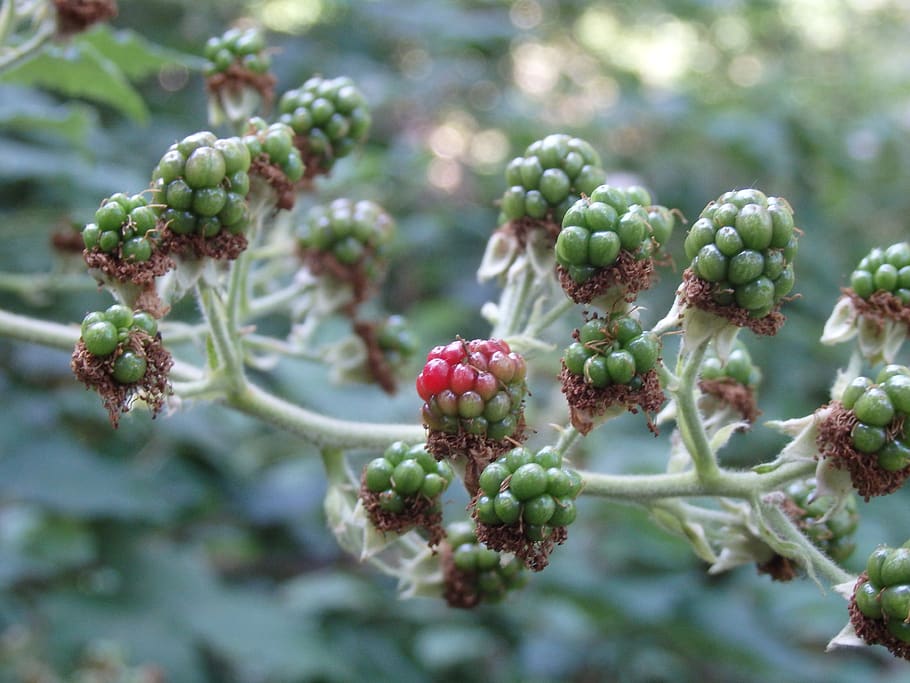 blackberry, unripe berries, fruit, immature, semi mature, mature, summer, food and drink, growth, food