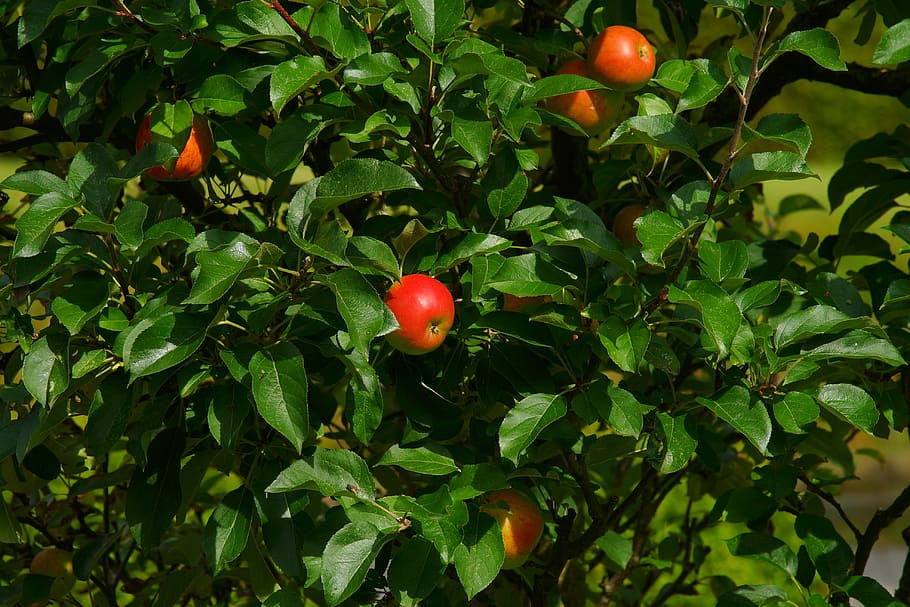 apple, apple tree, tree, nature, fruit, autumn, close, kernobstgewaechs, leaves, red apple