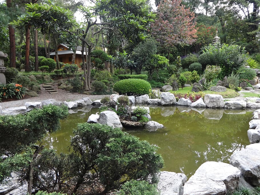 garden, japanese, pond, tree, plant, rock, water, solid, rock - object, tranquility