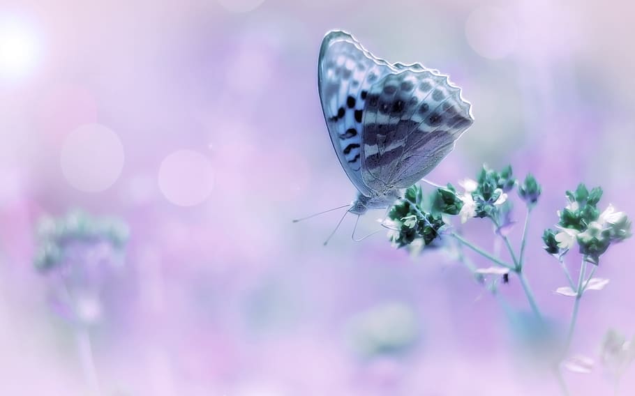 gray, white, butterfly, petaled flower, bokeh, pink, purple, nature, soft, dreamy