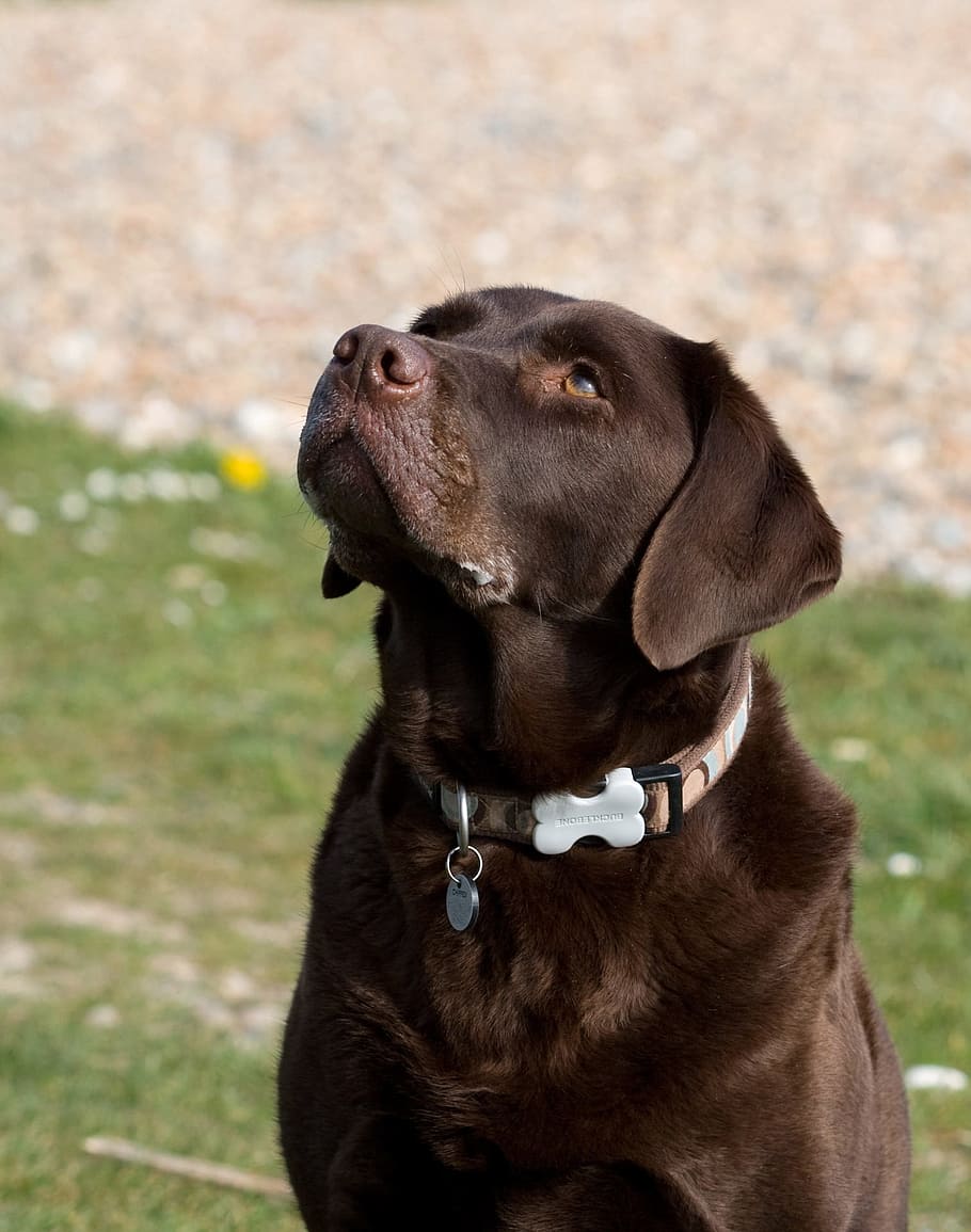 labrador, dog, labrador retriever, chocolate, brown, portrait, close-up, canine, pet, animal