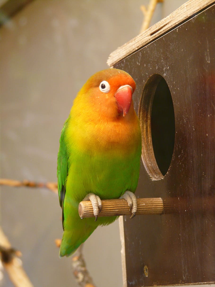 perched, nestbox, Lovebirds, Parrot, Bird, Animal, creature, colorful, color, plumage
