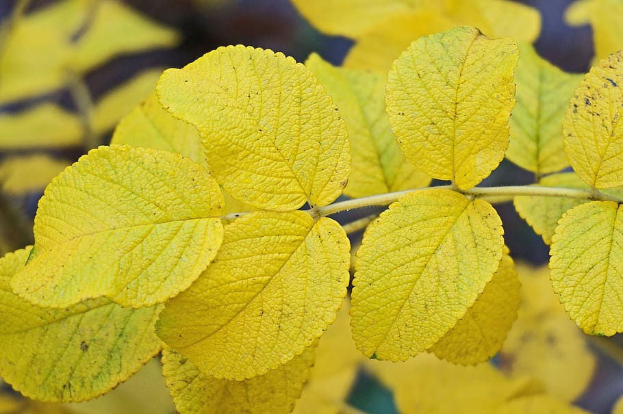 fall rugosa rose leaves, leaves, foliage, rose, plant, garden, nature, yellow, colorful, autumn