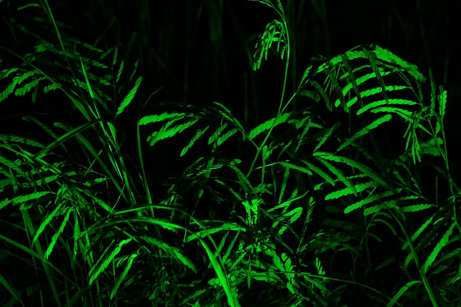 Nature, Tree, Natural, Forest, green, natural, forest, spring, dark, night, green Color