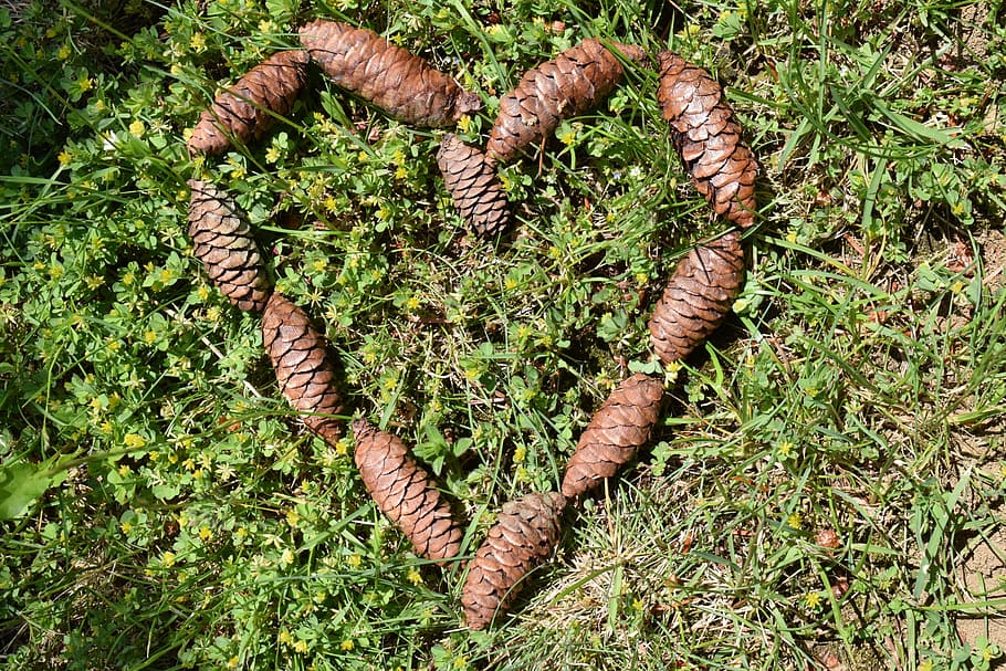 Heart, Tap, Pine Cones, Nature, Rustic, simply, welcome, love, beautiful, native