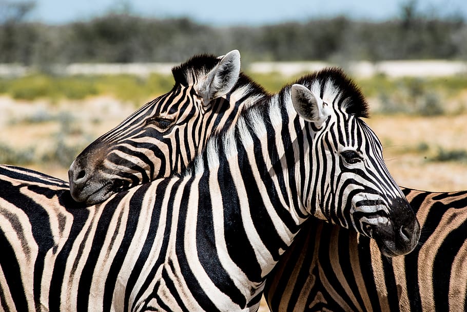 pasangan zebra, istirahat, tidur siang, afrika, etosha, relaksasi, tidur, jeda istirahat, pemulihan, hewan