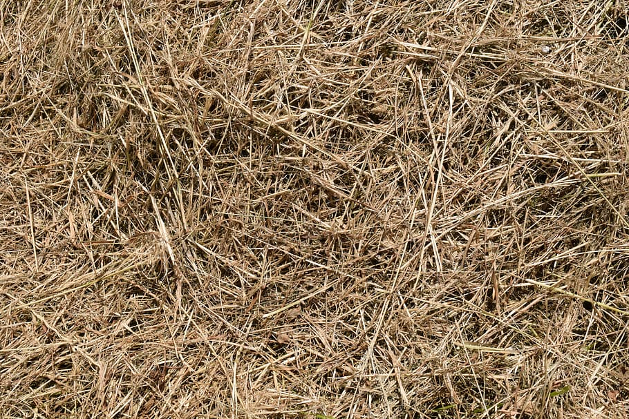 brown, grass field, daytime, background, hay, texture, nature, rural, grass, summer