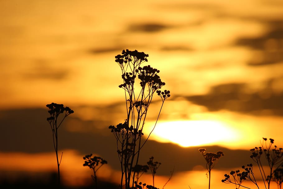 sun, sunset, evening sky, tansy, abendstimmung, sky, setting sun, plant, beauty in nature, orange color