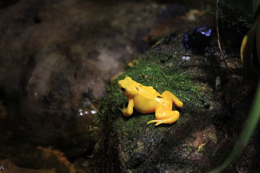 panamanian golen frog, frog, yellow, poisonous, animals, amphibians, rock, plant, nature, rock - object